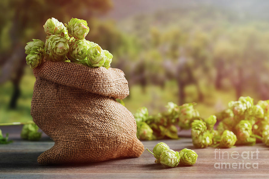 Beer Photograph - Burlap Sack Filled With Hops by Amanda Elwell