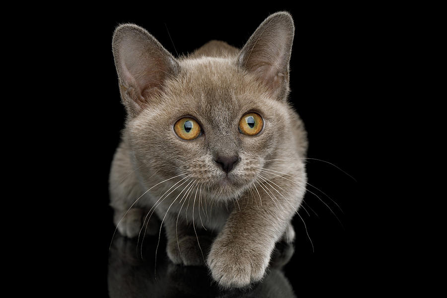 Cat Photograph - Burmese kitten hunts by Sergey Taran