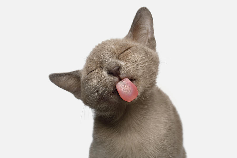 Cat Photograph - Burmese Kitten Lick by Sergey Taran