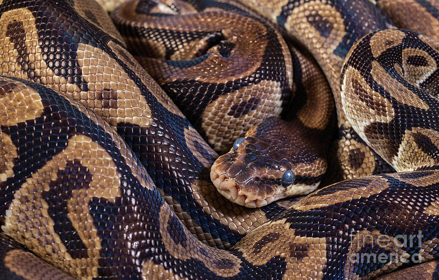 Burmese pythons Photograph by Les Palenik
