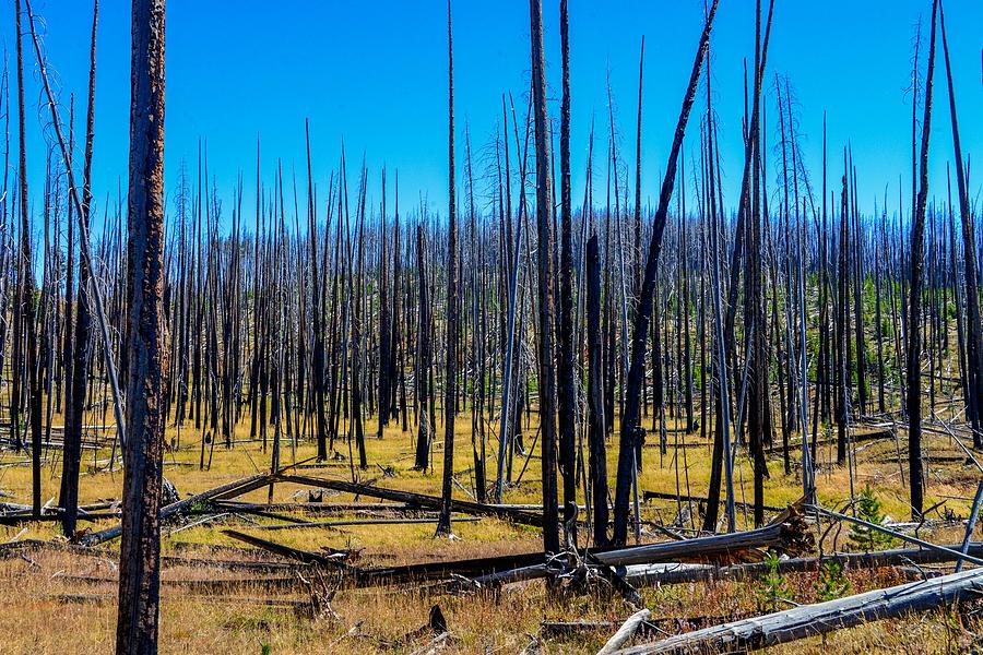 Burned Forest in Yellowstone Photograph by Marilyn Burton