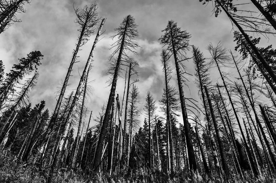 Nature Photograph - Burned Forest by Pelo Blanco Photo