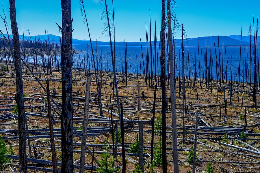 Burned Trees by Yellowstone Lake Photograph by Marilyn Burton
