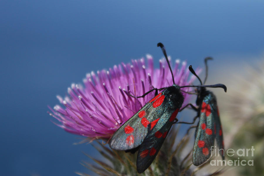 Burnet Moths Photograph by Terri Waters