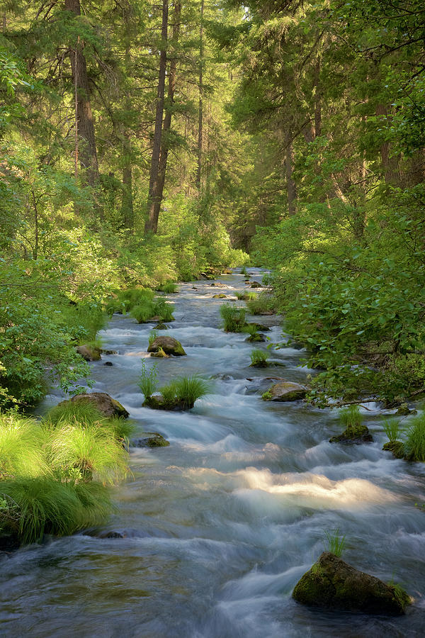 Burney Creek 2 Photograph by Richard J Cassato