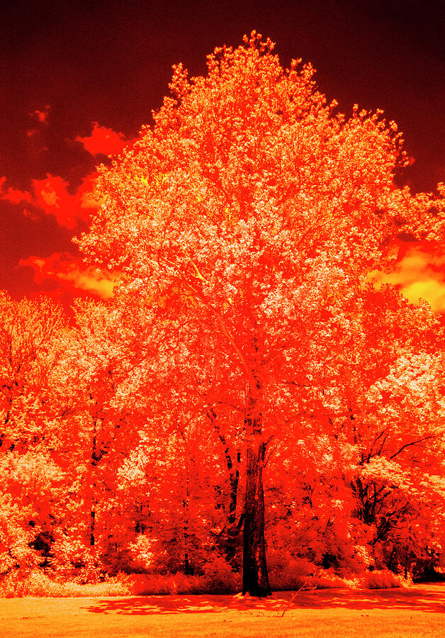 Burning Bush Photograph by Paul W Faust - Impressions of Light