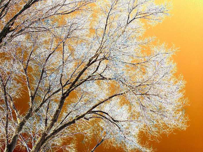 Contemporary Photograph - Burning Bush by William Seguin Contemporary Photograph - Burning Bush by William Seguin