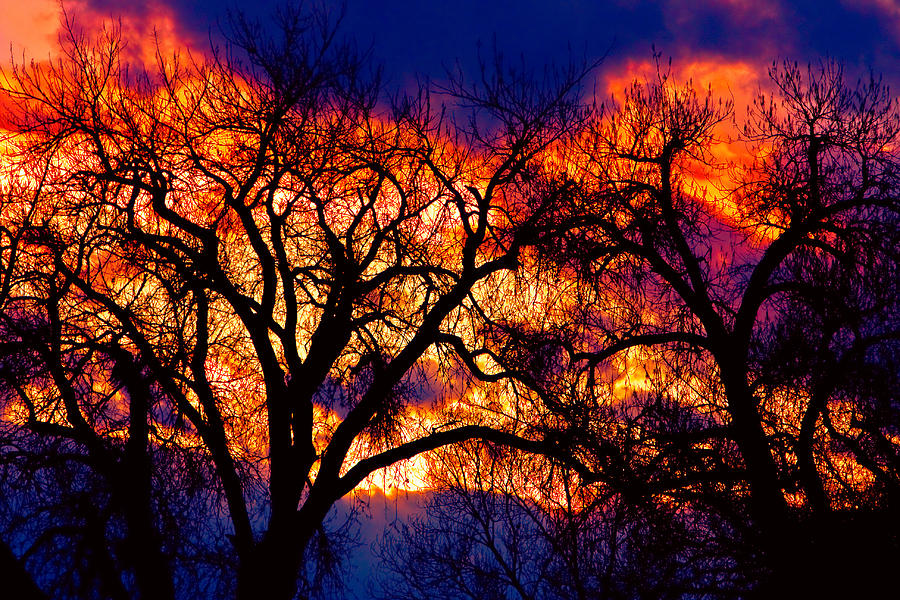 Sunset Photograph - Burning Cottonwoods by James BO Insogna
