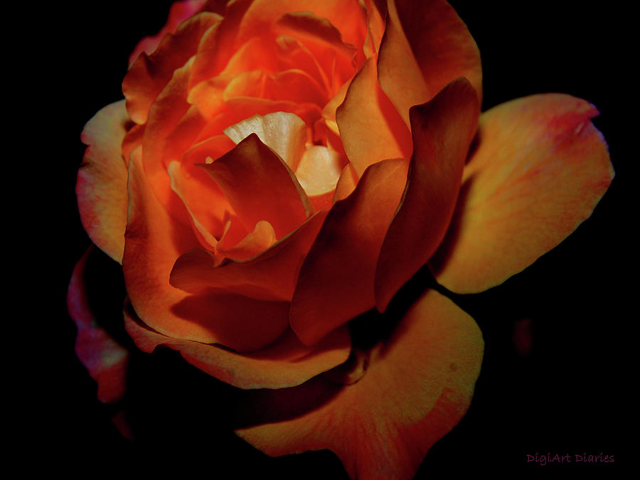 Burning Ember Rose Digital Art by DigiArt Diaries by Vicky B Fuller