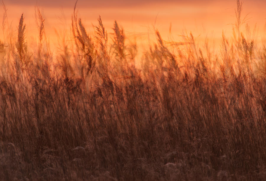 Burning Grass Photograph by Marcus Karlsson Sall