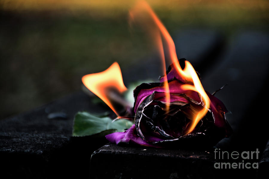 Burning Rose Photograph by FineArtRoyal Joshua Mimbs