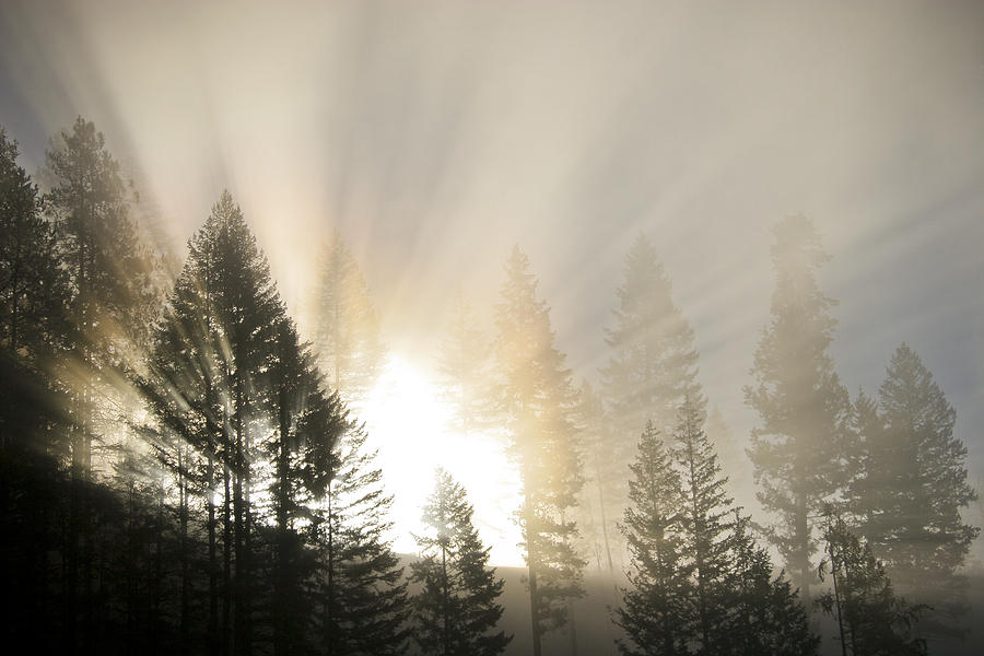 Burning through the Fog Photograph by Albert Seger