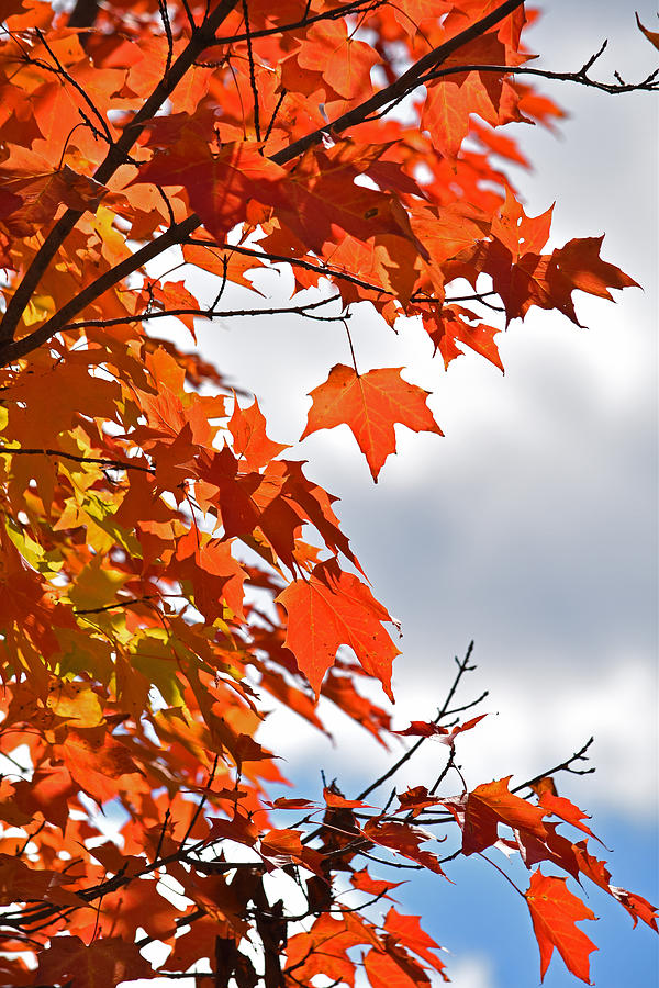 Burnished Beauties Photograph by Maria Keady - Fine Art America