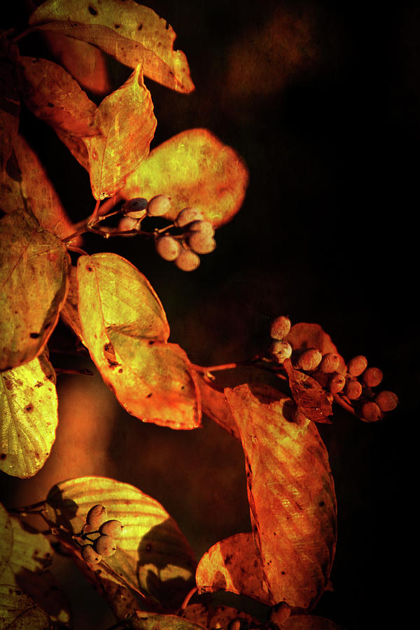 Burnt Autumn Berries 6043 H_3 Photograph by Steven Ward