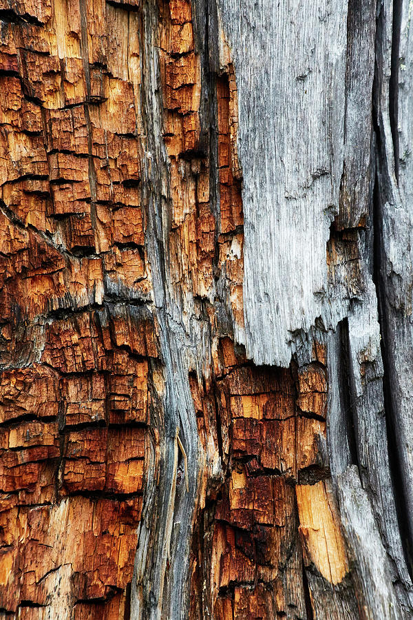 Burnt Bark Photograph by David Beebe