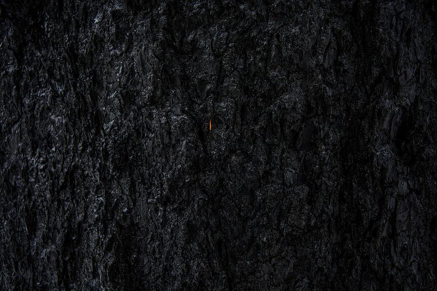 Burnt Bark Photograph by Pelo Blanco Photo