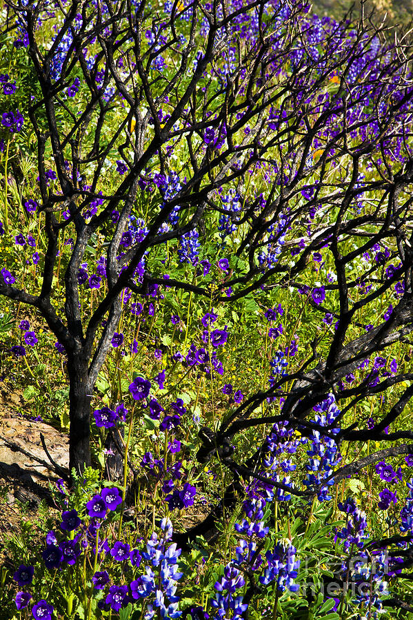 Landscape Photograph - Burnt Bush by Greg Clure Landscape Photograph - Burnt Bush by Greg Clure