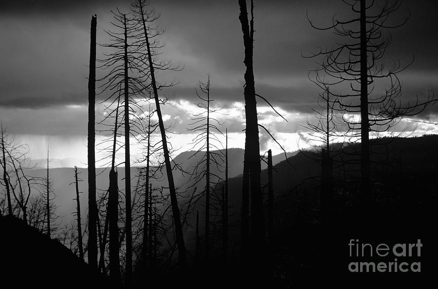 Burnt Forest - Yosemite Photograph by Charmian Vistaunet - Pixels