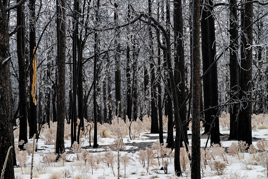 Burnt Forest Photograph by Alana Thrower