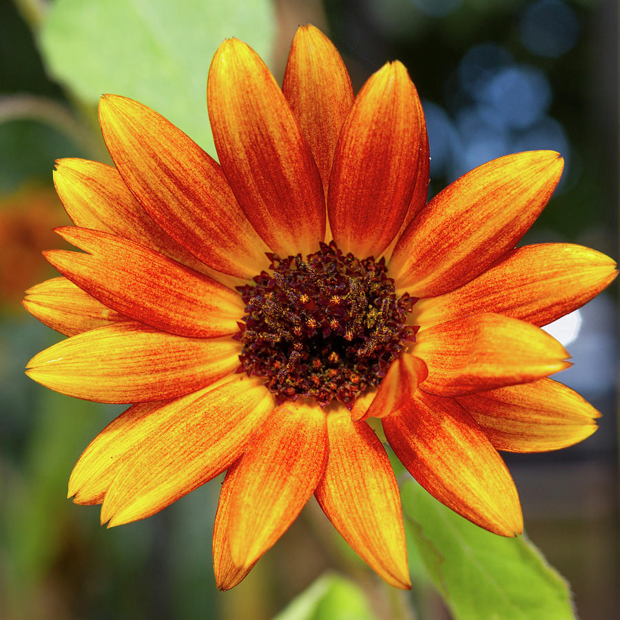 Burnt Orange Sunflower Photograph by SR Green