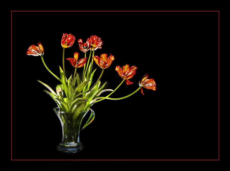 Burnt Orange Tulips by David Brookwell Burnt Orange Tulips by David Brookwell