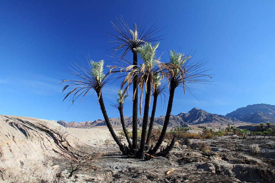 Burnt palm trees in the desert Photograph by Pierre Leclerc Photography