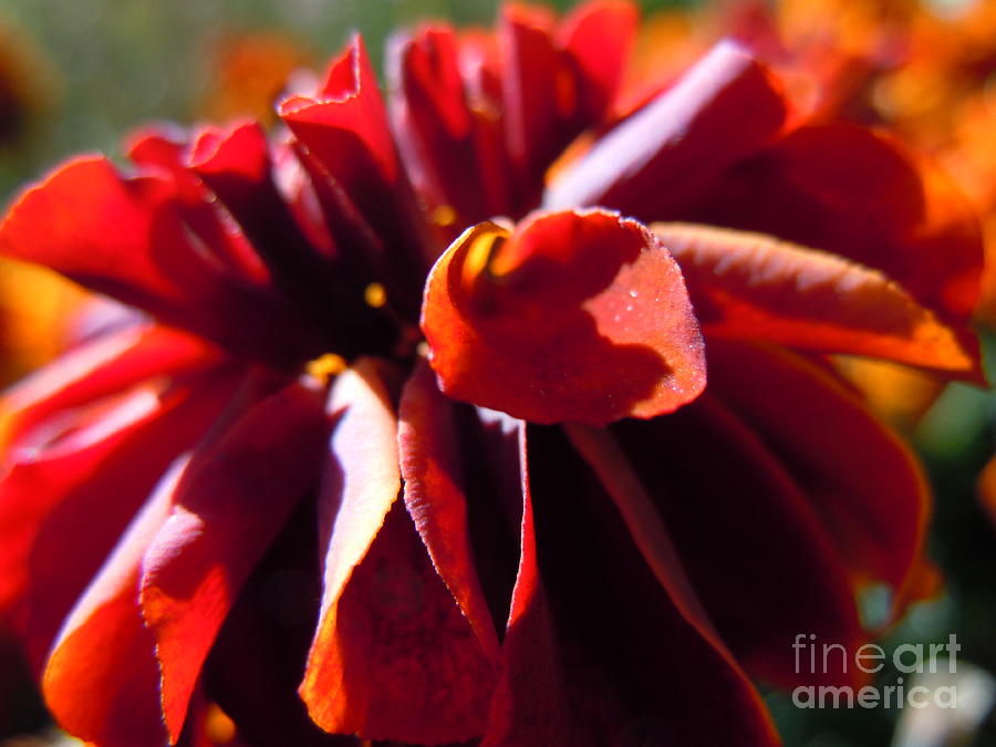 Burnt Red Marigold Photograph by Sonya Chalmers