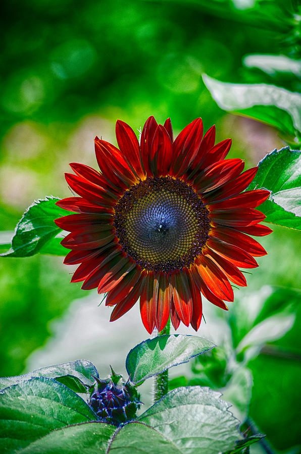 Summer Photograph - Burnt Sienna Sunflower by John Diebolt
