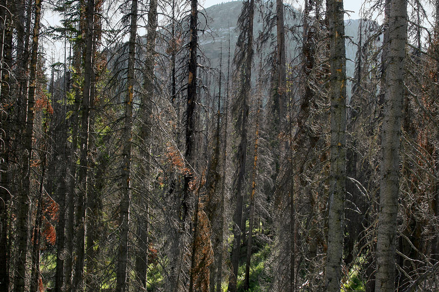 Burnt trees Photograph by Larry Darnell