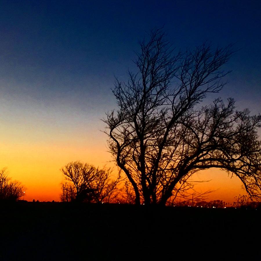 Burr Oak During Clear Winter Sunset Photograph by Michael Oceanofwisdom Bidwell