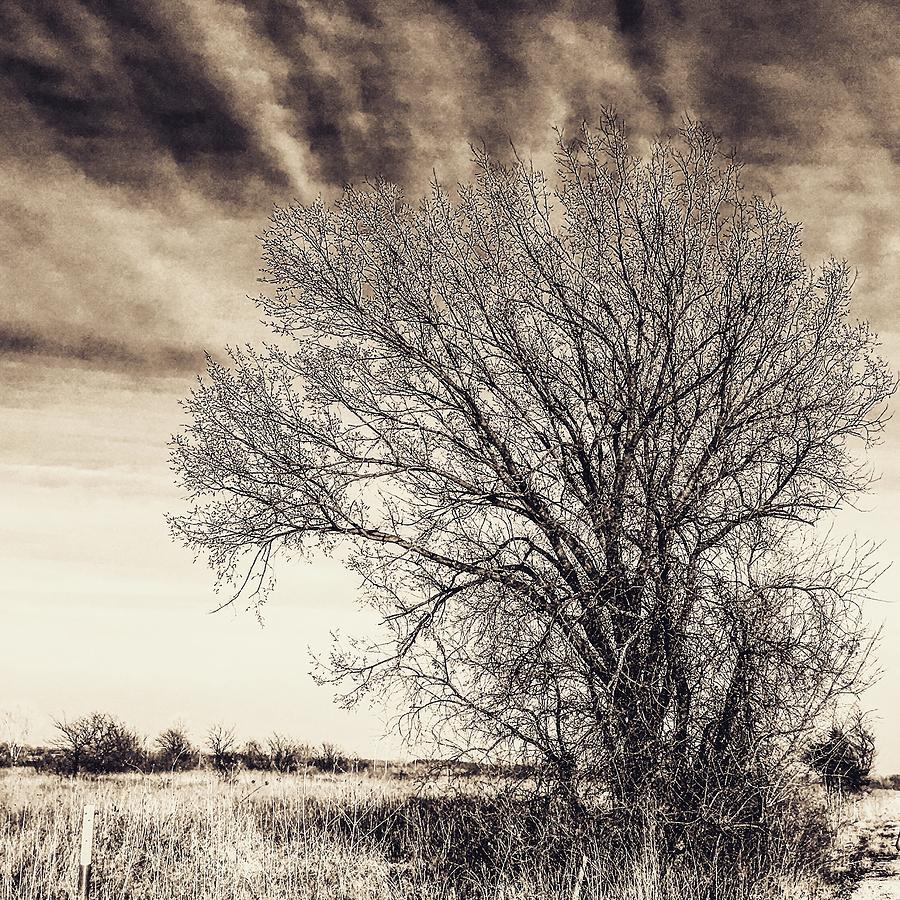 Burr Oak outshines Chemtrail Skies Photograph by Michael Oceanofwisdom Bidwell