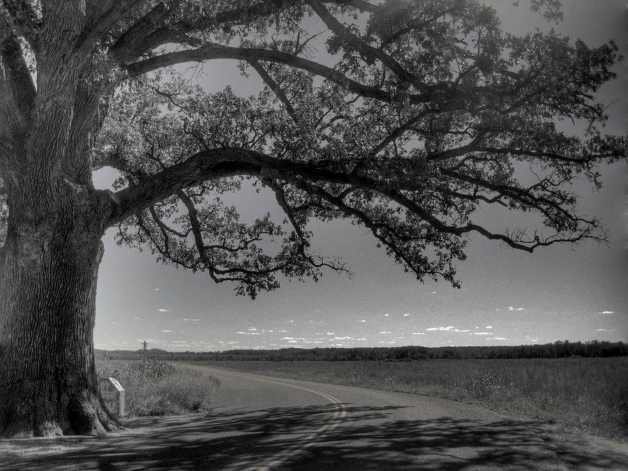 Burr Oak Tree Photograph by Jane Linders