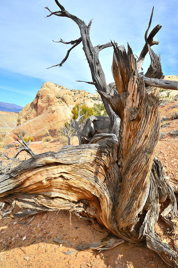 Burr Trail Giant Juniper Photograph by Ray Mathis