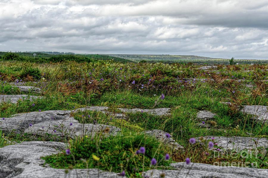 Burren Beauty Photograph by Elvis Vaughn