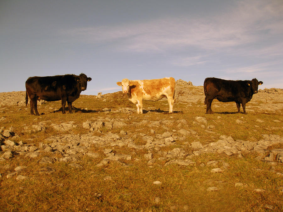 Burren Cattle Photograph by John Quinn