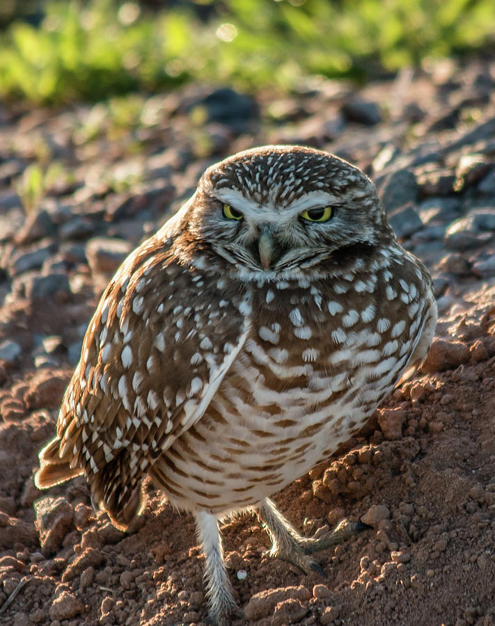Burring Owl at Sunrise 2 Photograph by Teresa Wilson