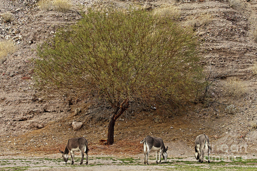 Nature Photograph - Burro Tree by Rick Mann Nature Photograph - Burro Tree by Rick Mann