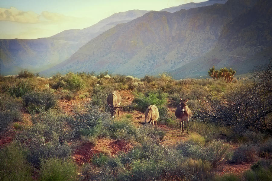 Burros at Bonnie Springs Ranch, Las Vegas Photograph by Tatiana Travelways