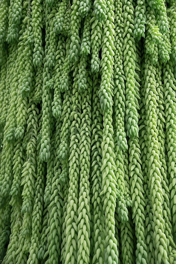 Burros Tail Hanging Plant Photograph by Phil Cardamone