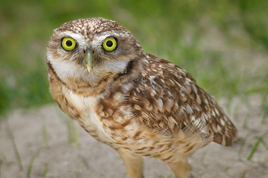 Burrowing Owl  0217 Photograph