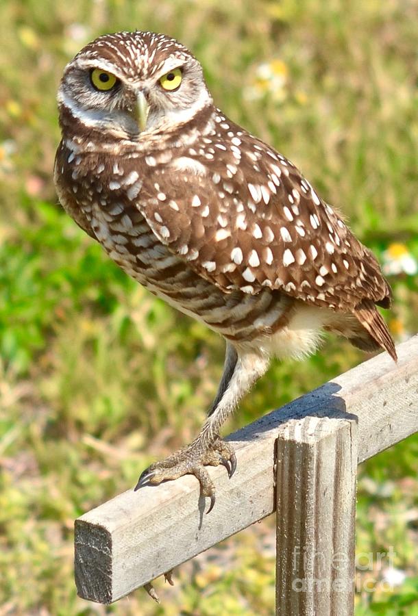 Burrowing Owl #1 Photograph by Ron Long