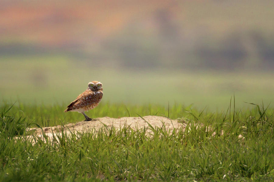 Burrowing Owl 1 Photograph by Susan Rissi Tregoning