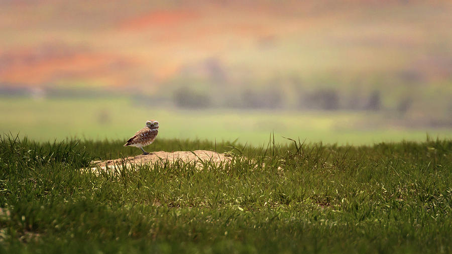 Burrowing Owl 2 Photograph by Susan Rissi Tregoning