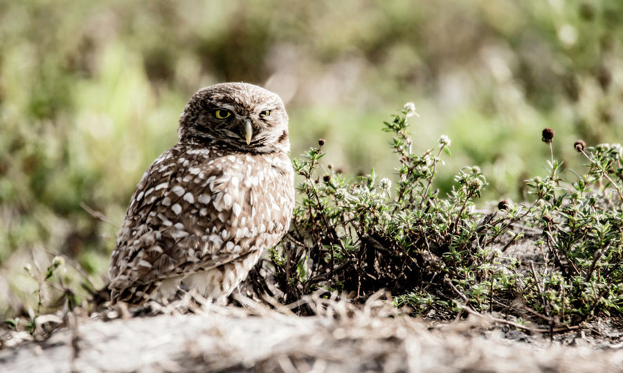 Burrowing Owl 2 Photograph by Tracy Winter