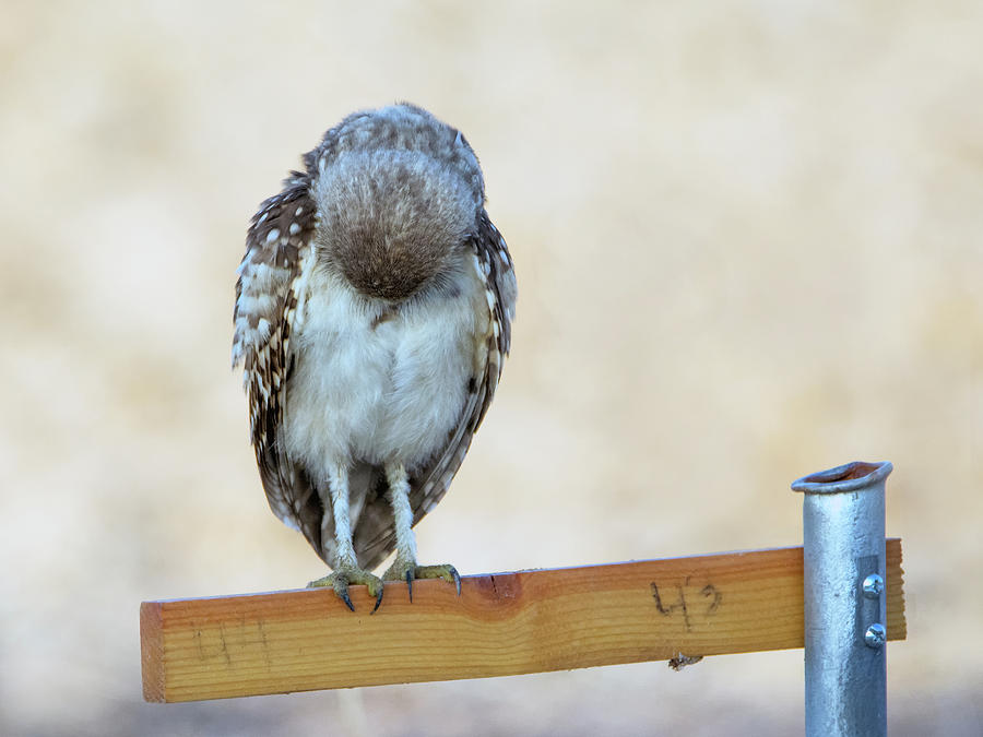Burrowing Owl 2177-080318-1cr Photograph by Tam Ryan