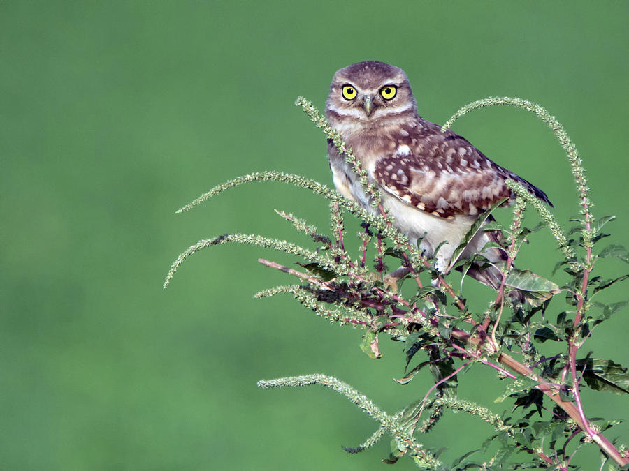 Burrowing Owl 2212-080318-1cr Photograph by Tam Ryan