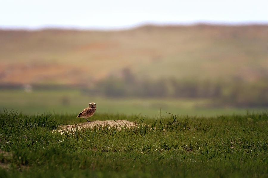 Burrowing Owl 3 Photograph by Susan Rissi Tregoning
