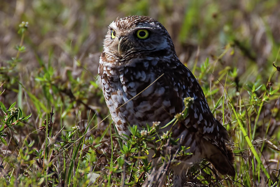 Burrowing Owl 6 Photograph by Richard Goldman