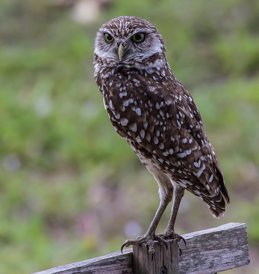 Burrowing Owl 7 Photograph by Richard Goldman