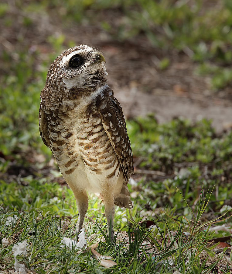 Burrowing Owl 9 Photograph by Richard Goldman